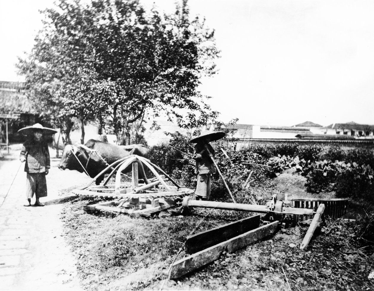 Oxdriven bevattning, Kina, ca 1870-80 av European Photographer