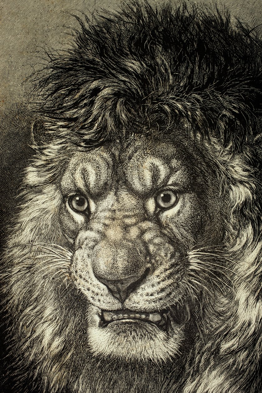 The Lion, King of Beasts, från 