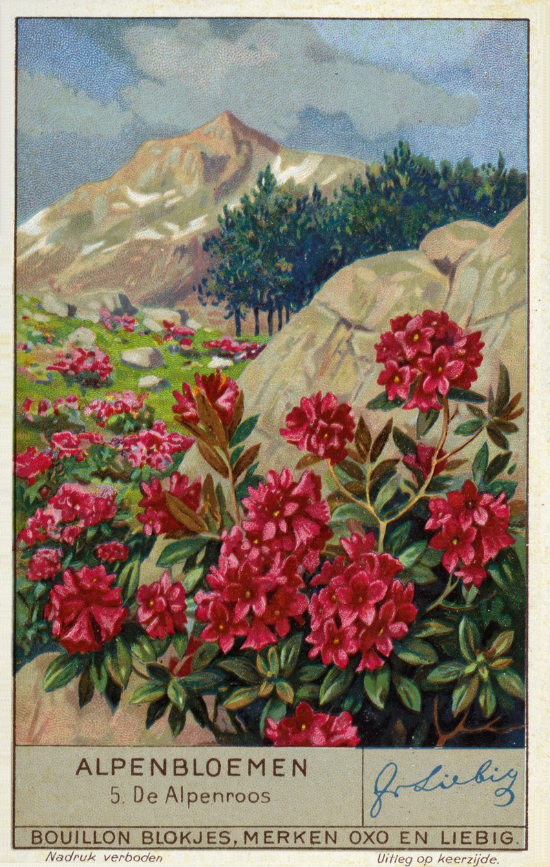 Alpenros (Rhododendron ferrugineum) (chromolitho) av European School