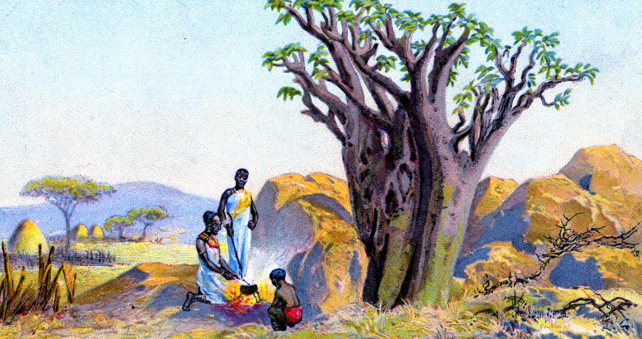 Cissus cramerianus av European School