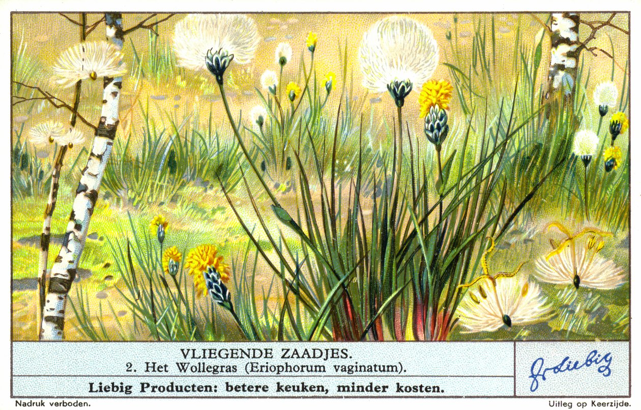 Bomullsgräs (Eriophorum vaginatum) (chromolitho) av European School