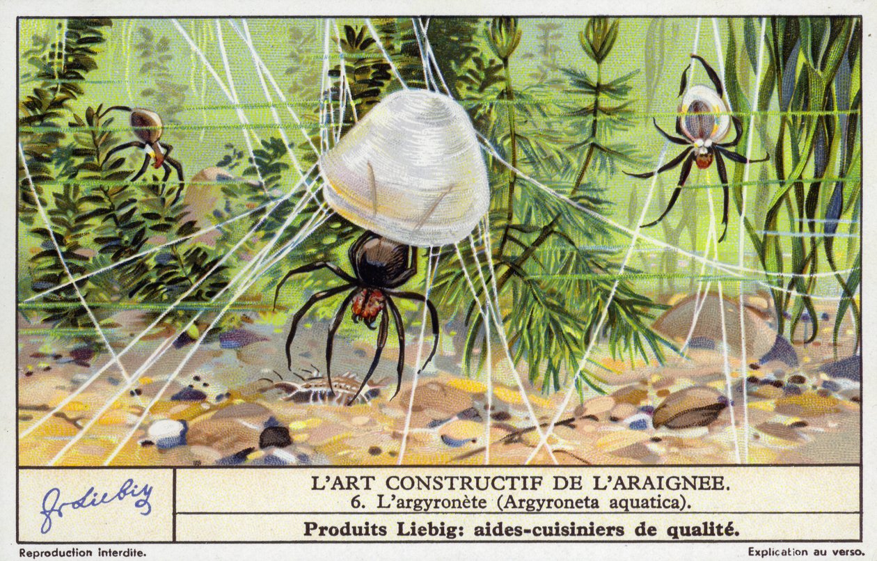Dykande klockspindel (Argyroneta aquatica) (chromolitho) av European School