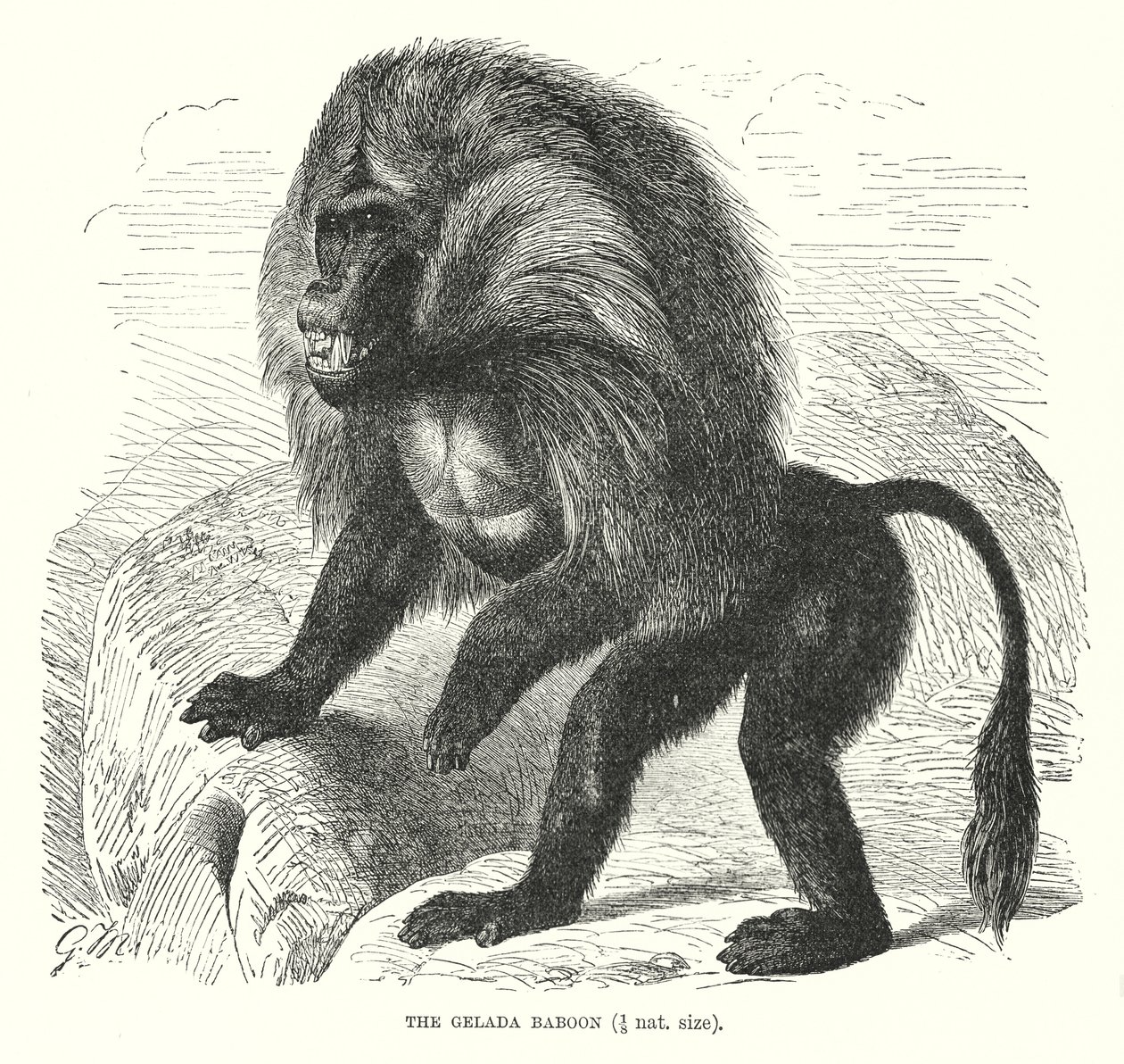 Gelada babian (gravyr) av European School