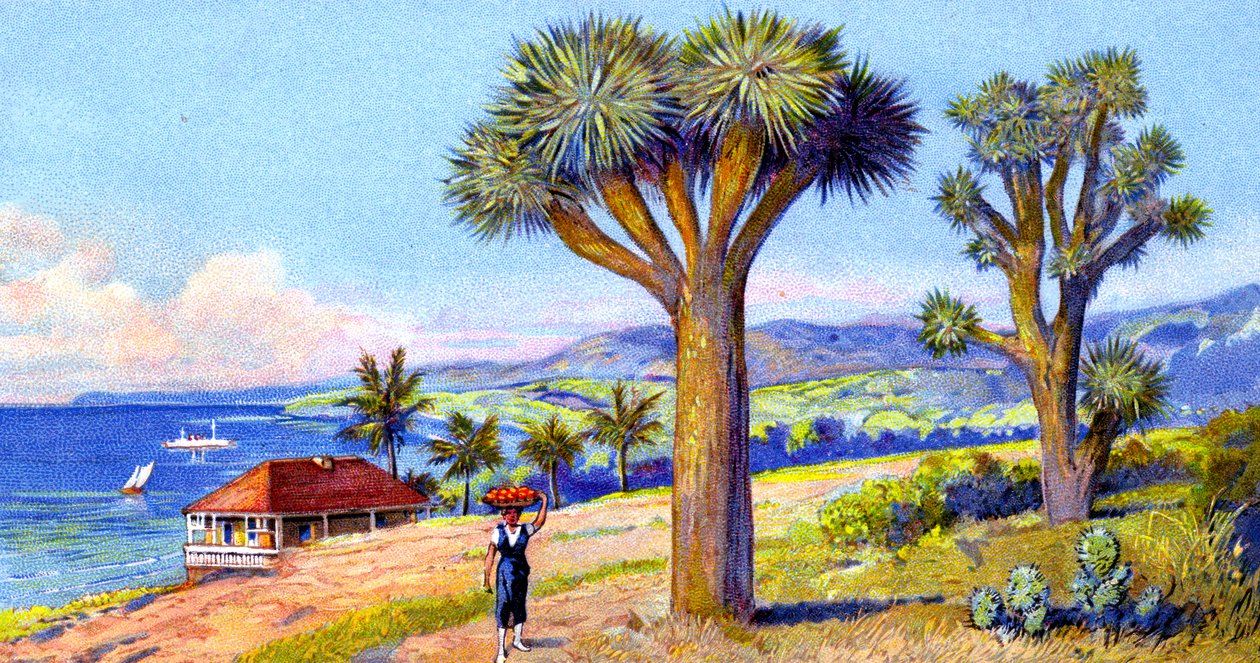 Joshua Trees, Kalifornien av European School