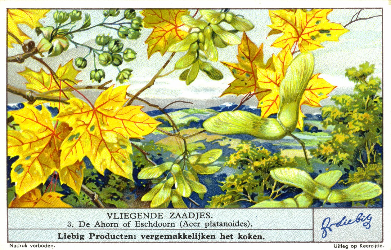 Norsk lönn (Acer platanoides) (chromolitho) av European School