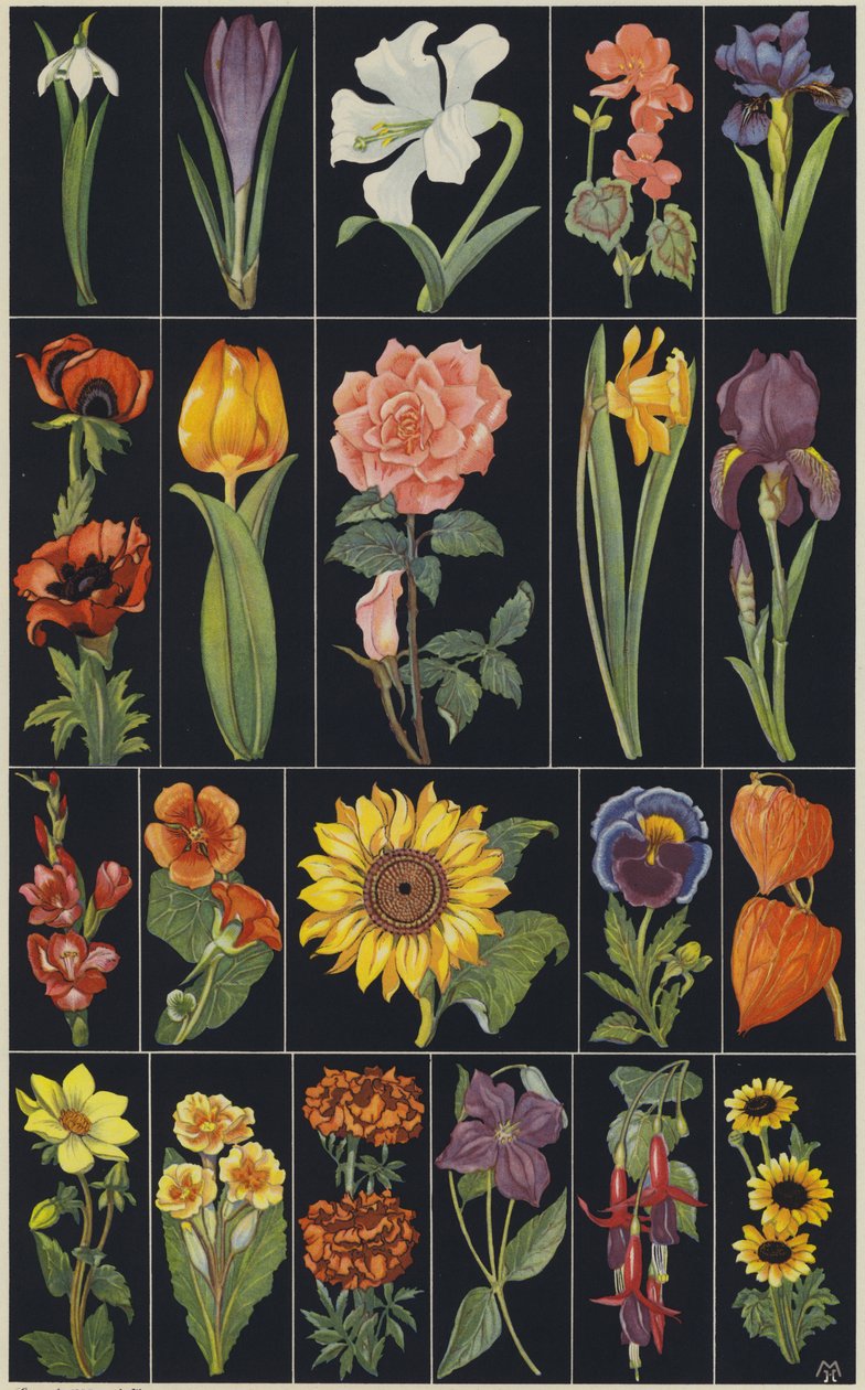 Sida ur barnbilderboken Flowers (färglitografi) av European School