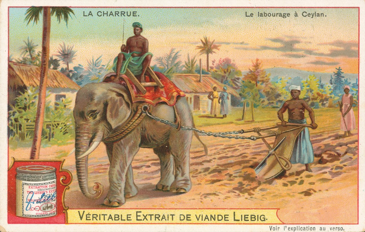 Plöjning med elefant, Ceylon, Liebigkort, tidigt 1900-tal (chromo) av European School