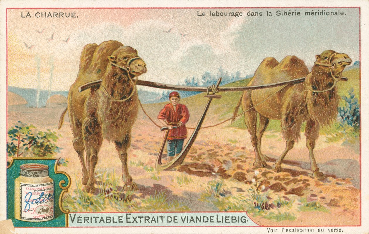 Plöjning med kameler, Sibirien, Liebig-kort, tidigt 1900-tal (chromo) av European School