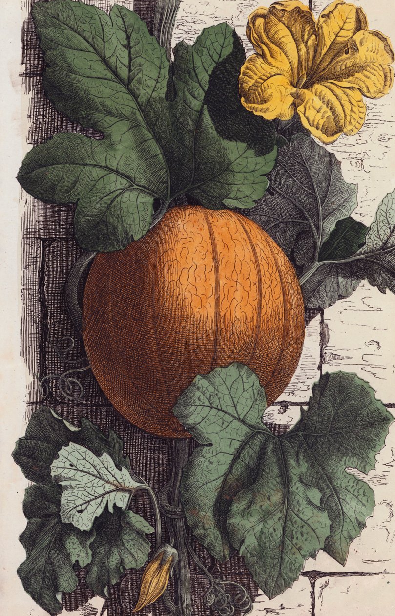 Pumpa (färglitografi) av European School