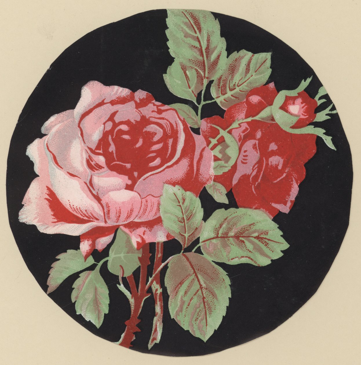 Rosa (färglitografi) av European School