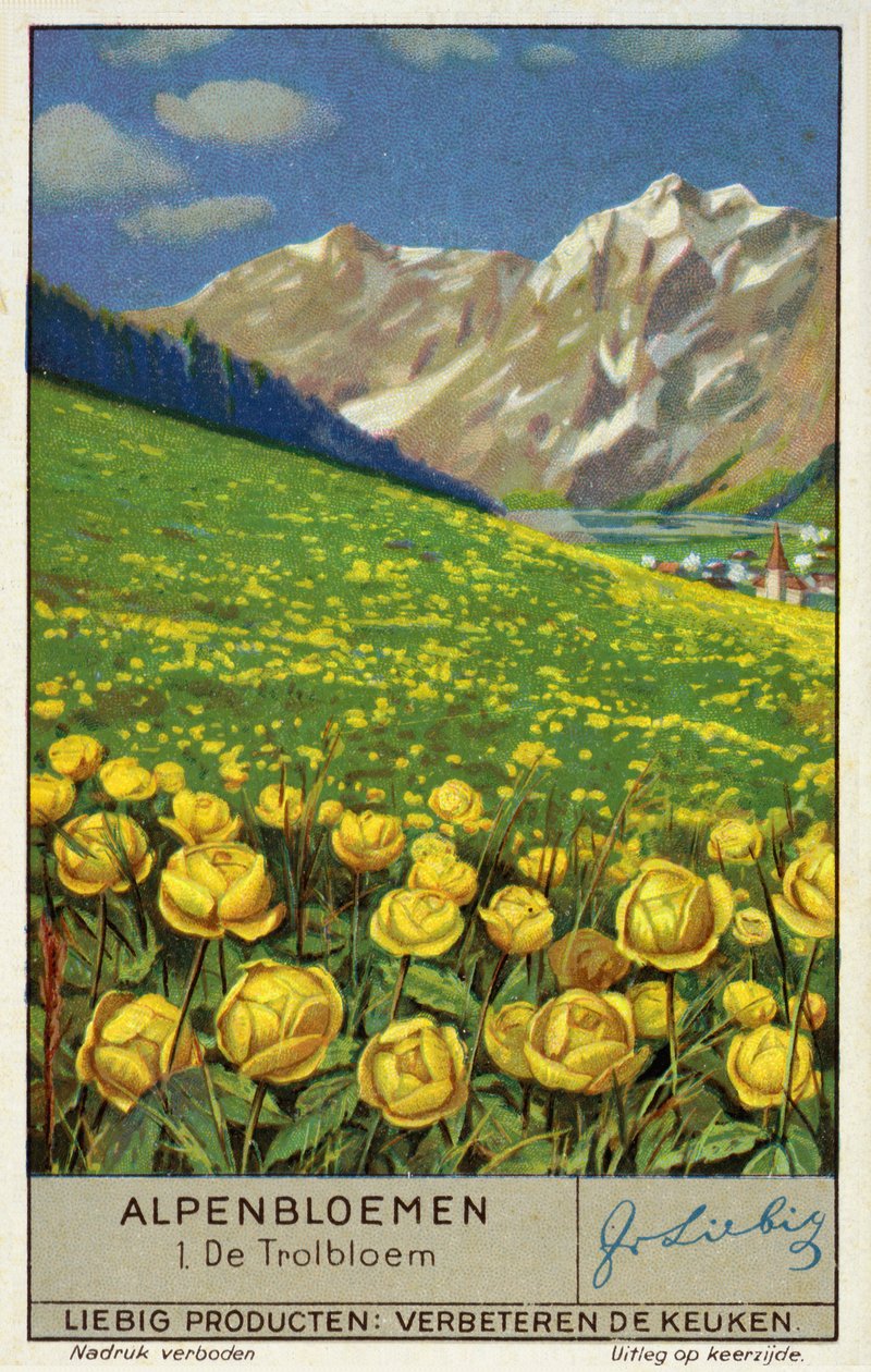Trollius (jordglobsblomma) (chromolitho) av European School