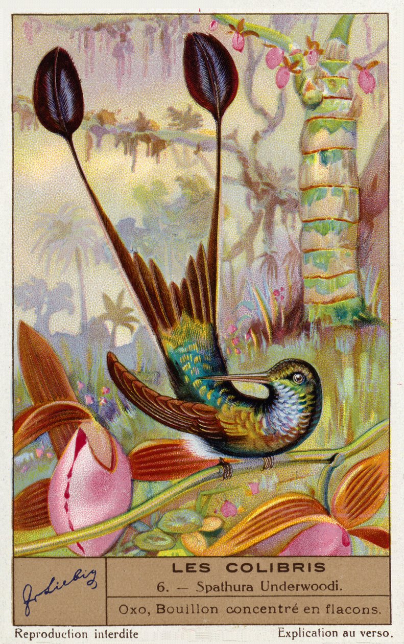 Vitfotad racketstjärt (Spathura Underwoodii) (chromolitho) av European School
