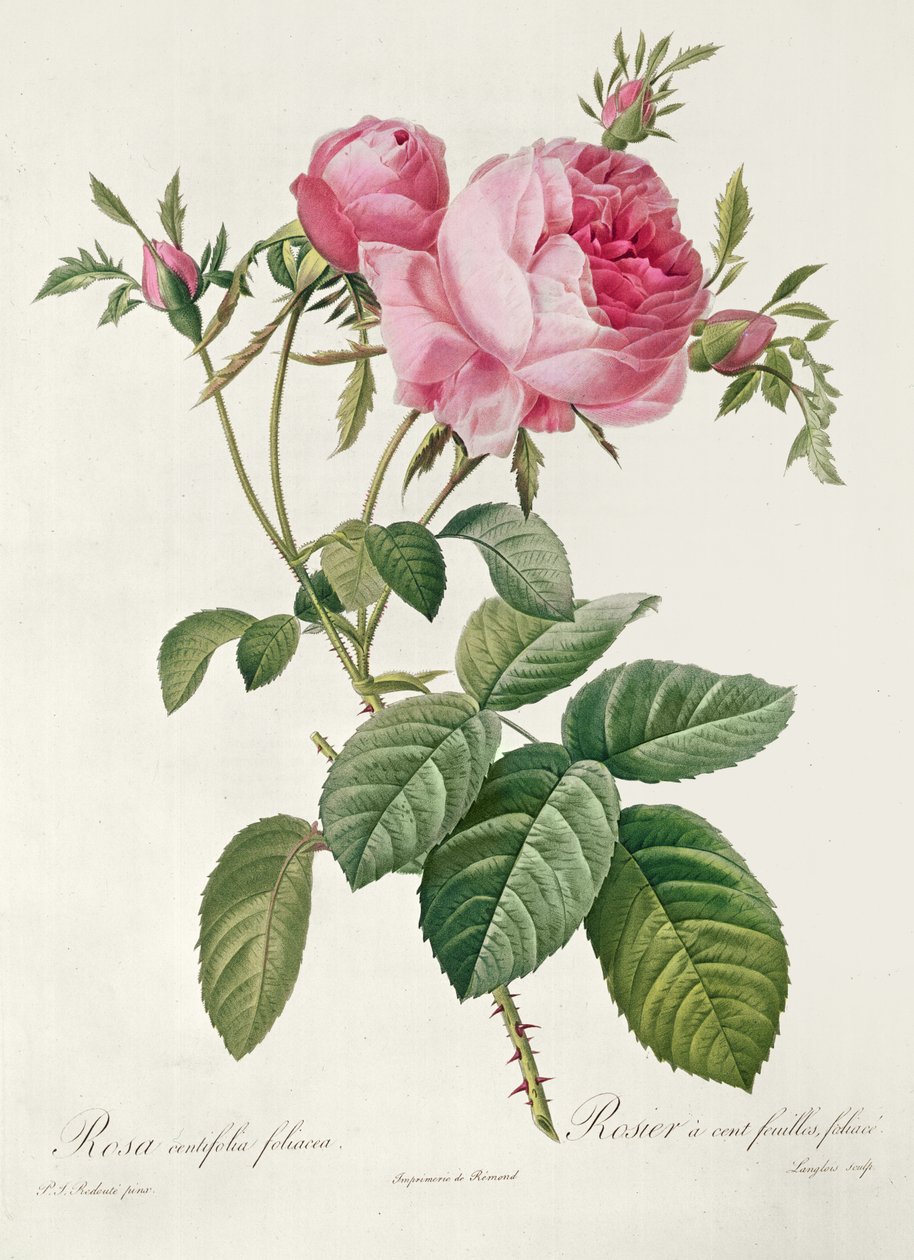 Thory, les Roses, Rosa Centifolia Foliaca (litografi) av Eustache Hyacinthe Langlois