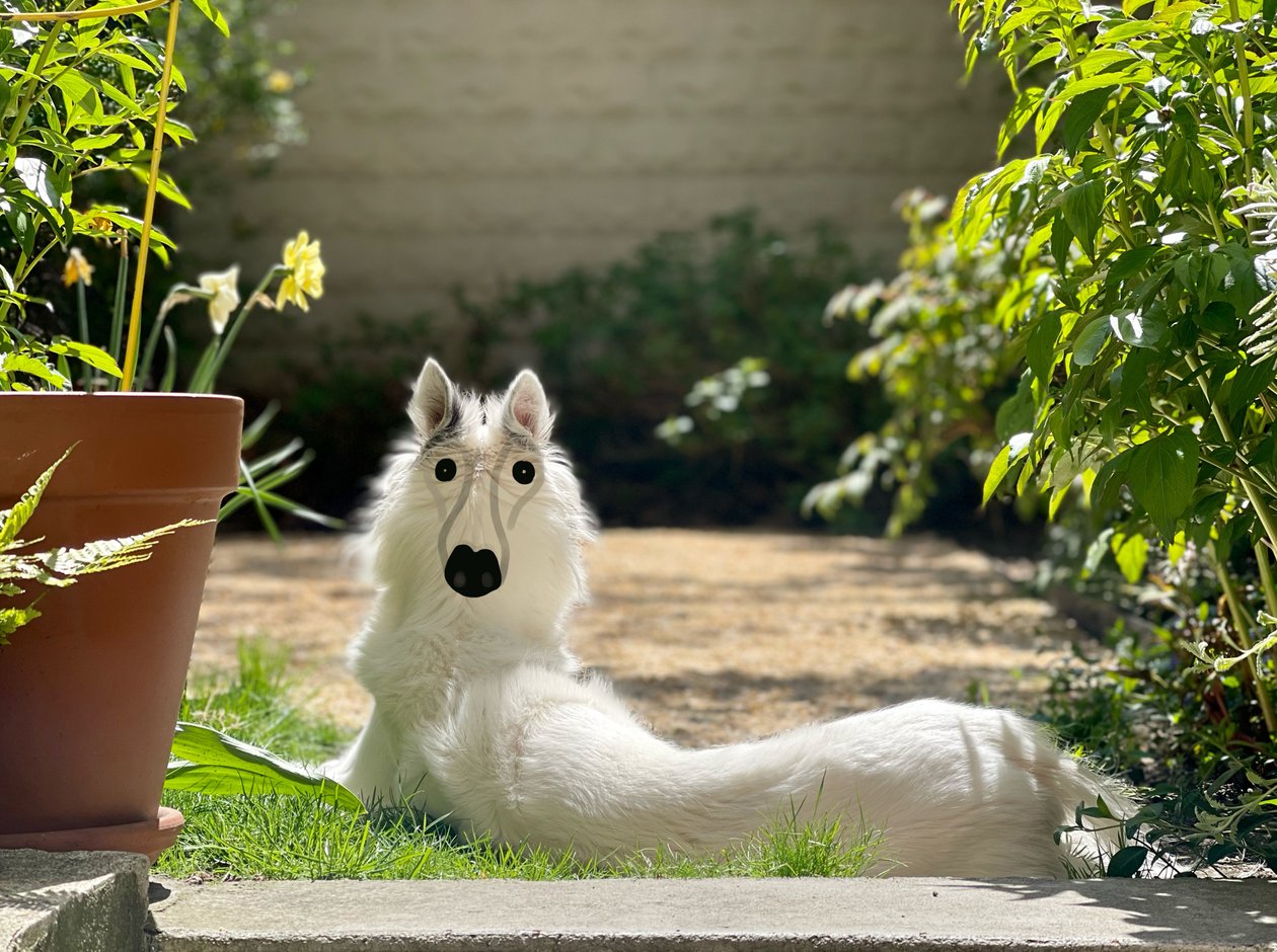Backwards Dog Brooklyn (digital konst) av Evan Sklar