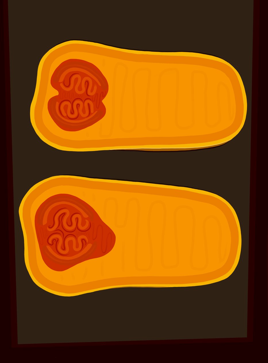 Butternut Squash (digital konst) av Evan Sklar