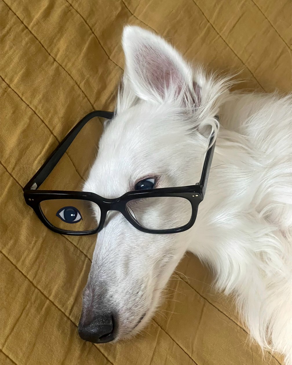 Hund i säng med glasögon (digital konst) av Evan Sklar