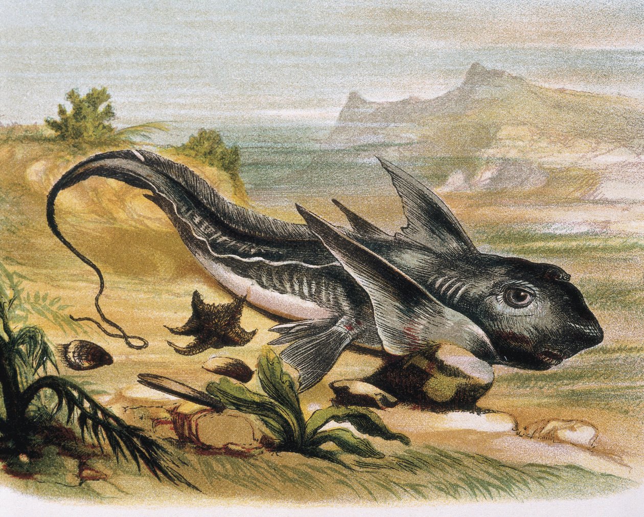 Chimaera (Chimaera arctica) Gravyr efter en teckning av F. Padro. Gravyr av F. (after) Padro