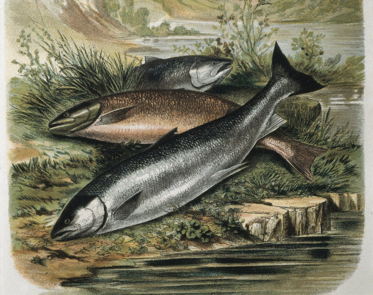Salmons. Gravyr efter en ritning av F. Padro. Gravyr av F. (after) Padro
