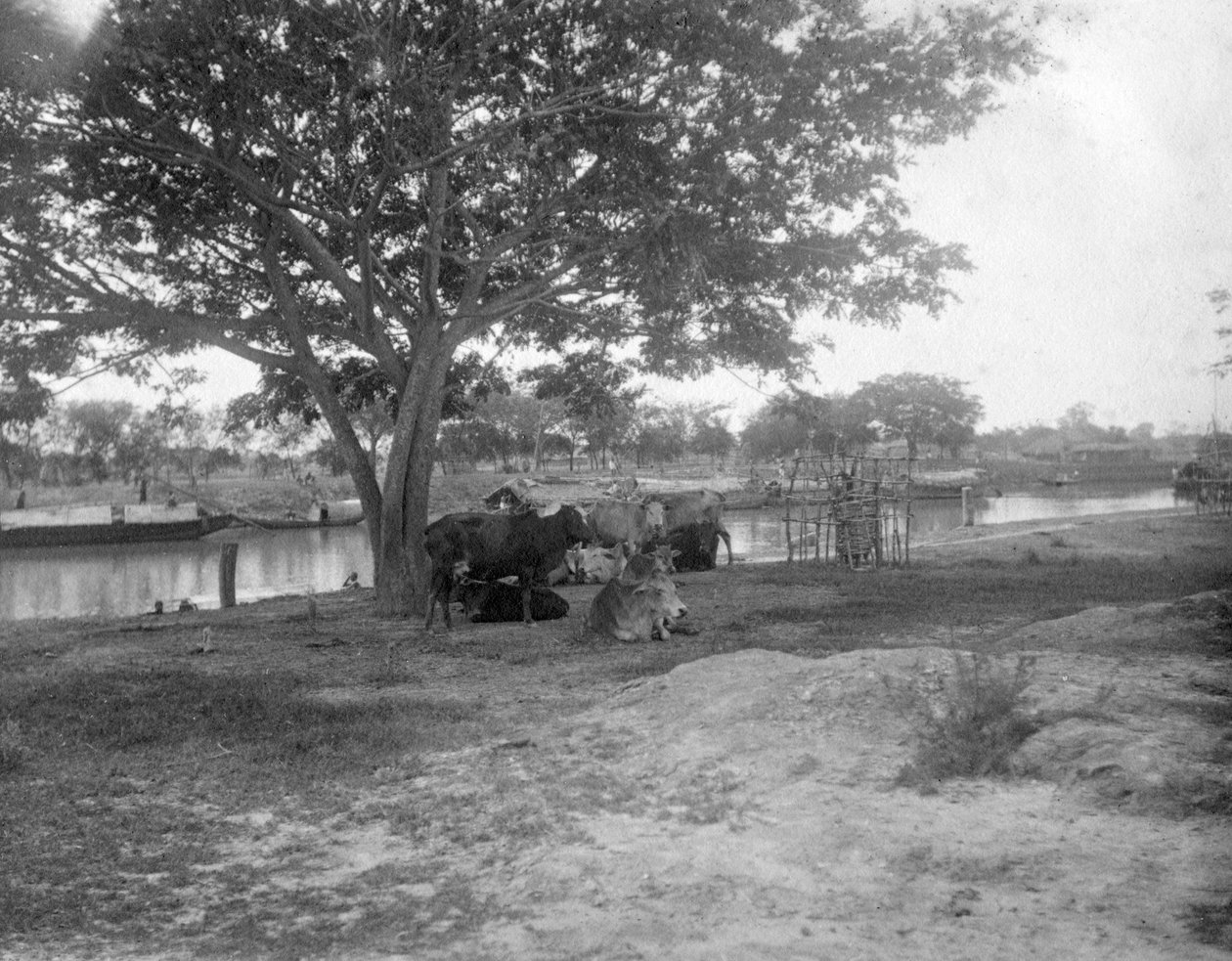 Katle, Alipore, Indien, 1905-1906 av F. L. Peters