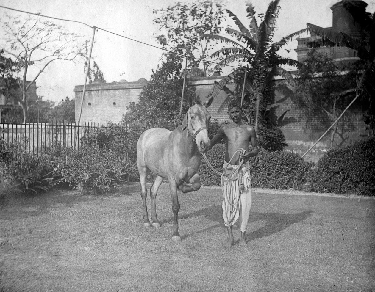 Man med en häst, Alipore, Indien, 1905-1906 av F. L. Peters
