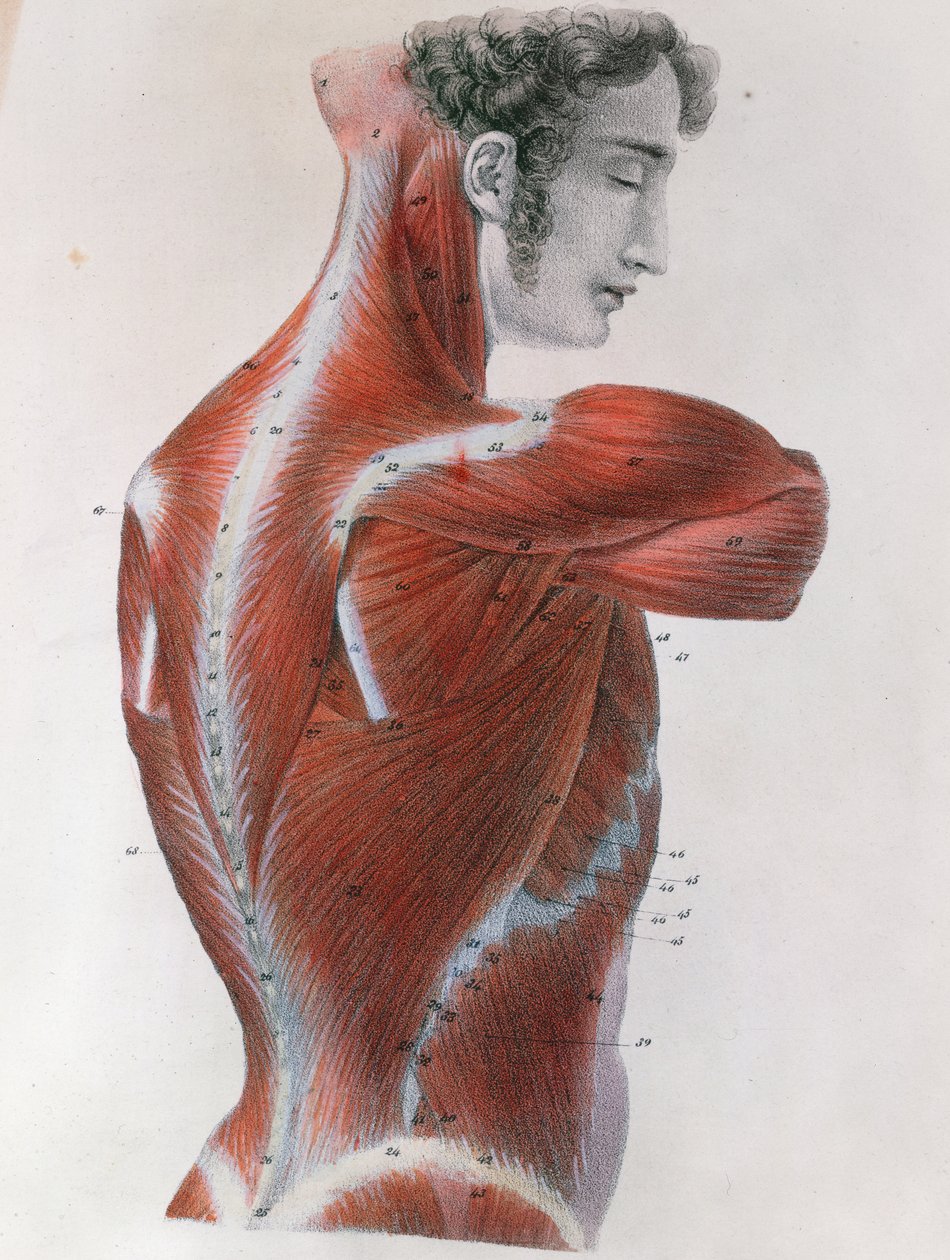 Flätad torso, från 