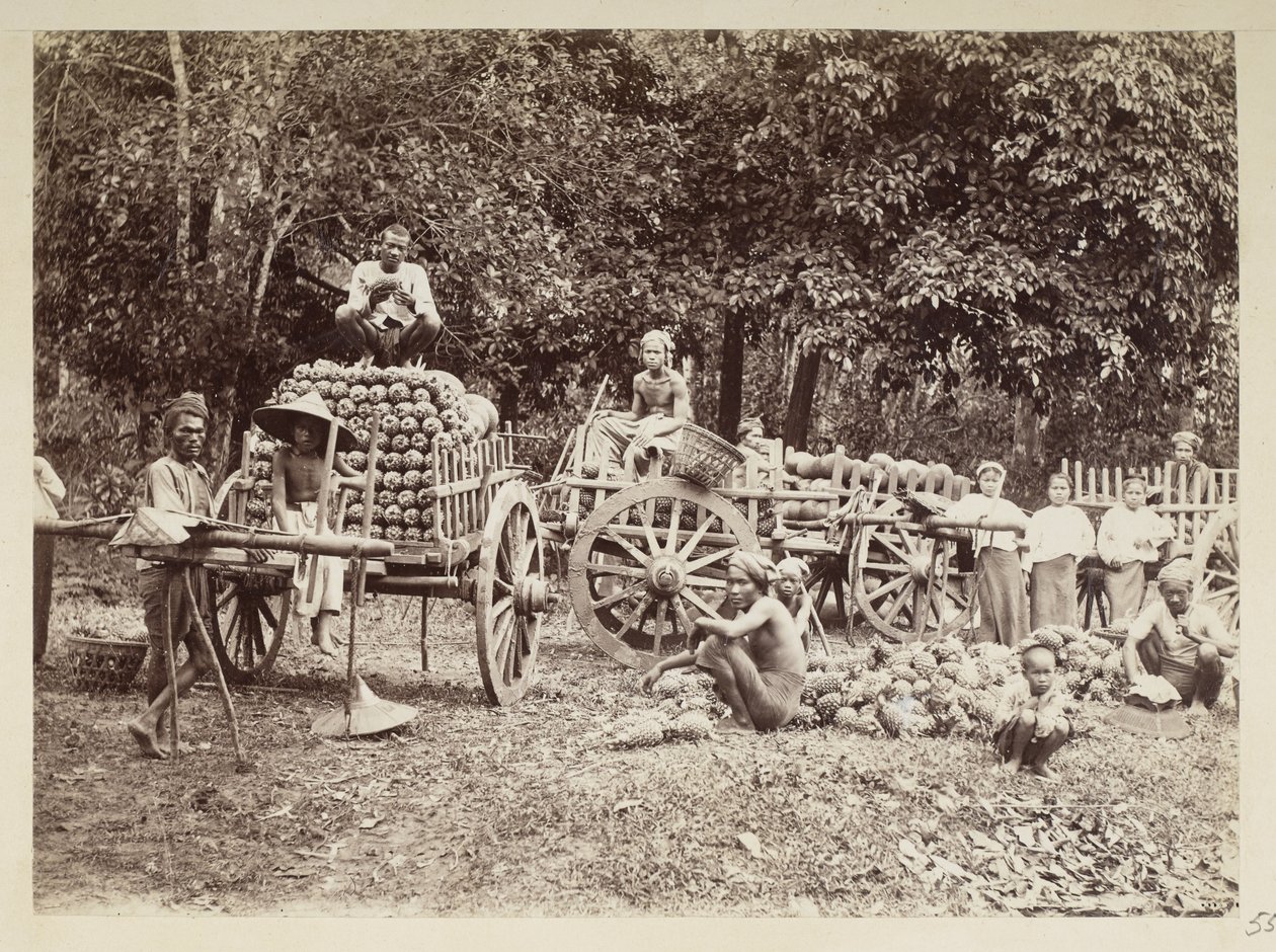 Lastar skördade ananas på vagnar, Burma, Elgin Collection: 