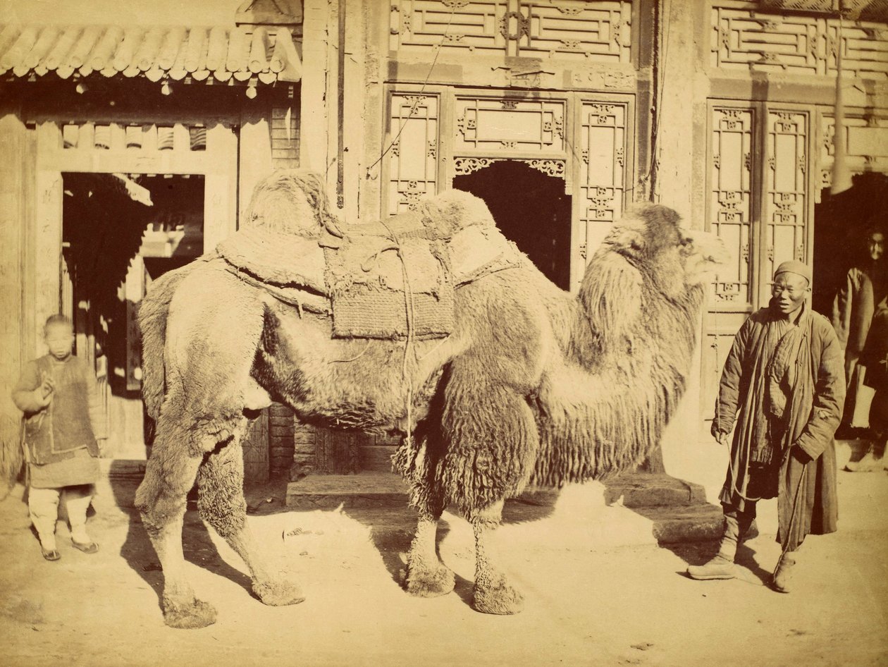 Bactrian Camel with Handler, c.1860 (fotogravyr) av Felice Beato