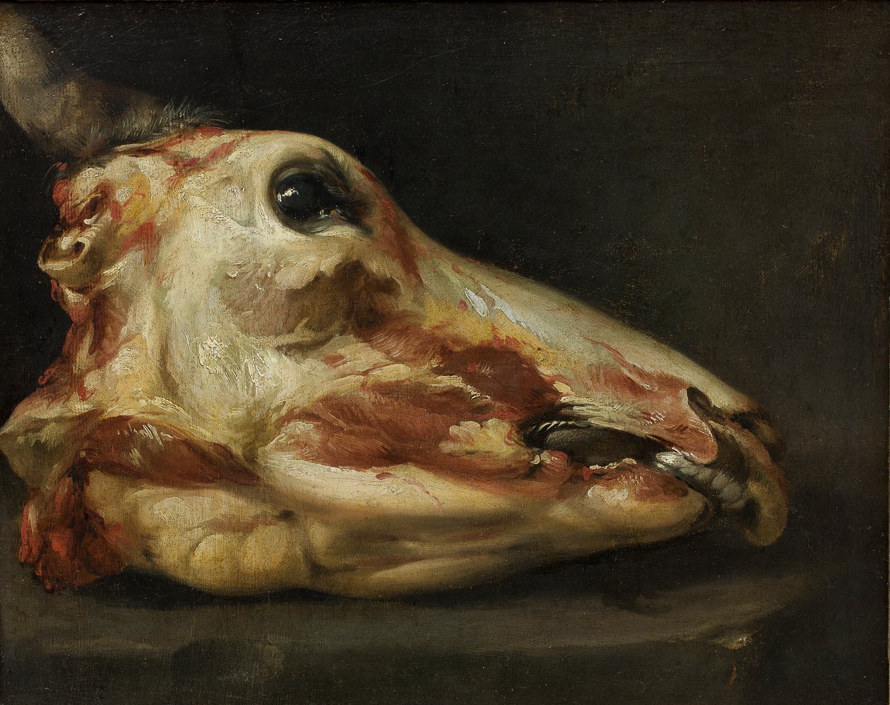 Skinned Head of a Young Bull, ca 1690 (olja på duk) av Felice Boselli