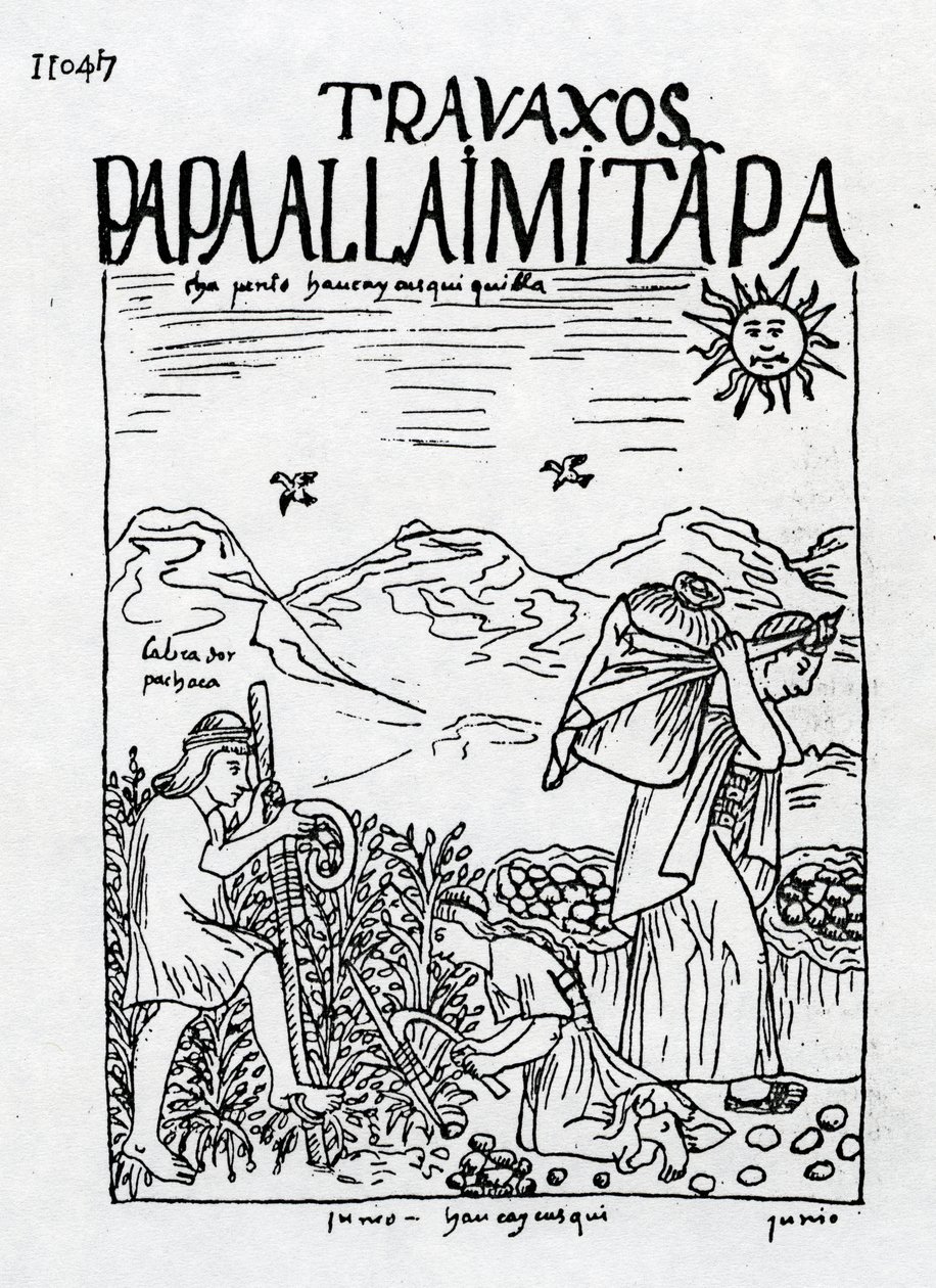 Juni månad, skörd av potatis av Felipe Huaman Poma de Ayala