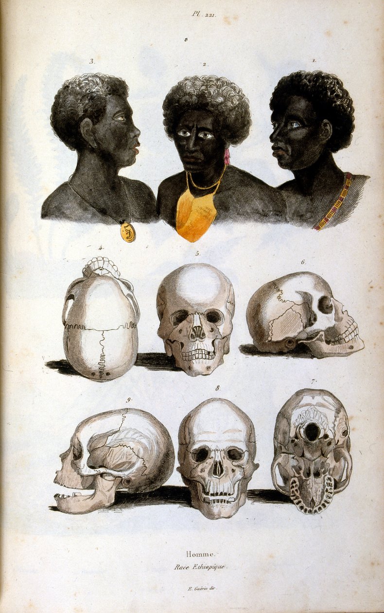 Antropologisk illustration föreställande den etiopiska rasen av Felix-Edouard Guerin