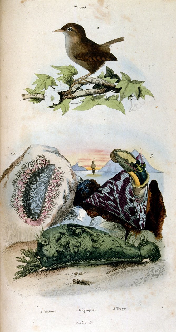 Botanisk och zoologisk illustration av F. E. Guerin. Från Dictionnaire pittoresque d