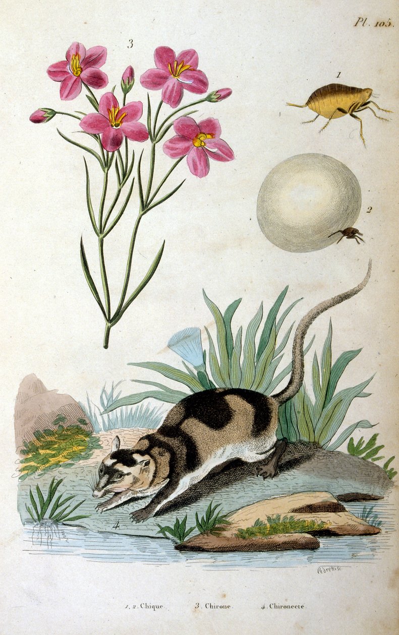 Vattenopossum (Chironectes minimus) av Felix-Edouard Guerin