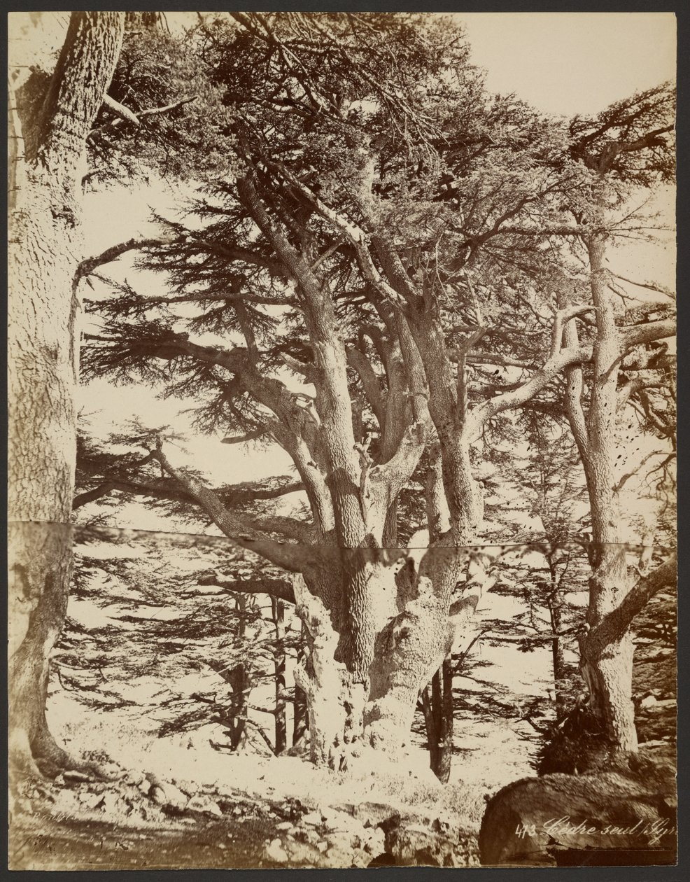 Ensam ceder, Tyrus av Félix Bonfils