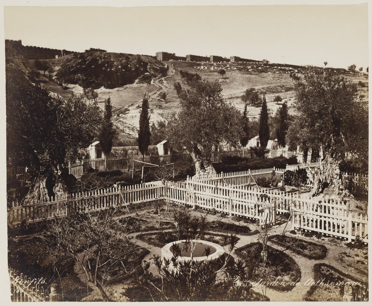 Getsemane trädgård nr 303 av Félix Bonfils