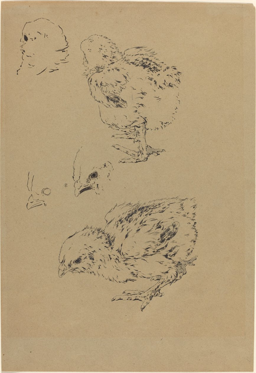 Kycklingar av Felix Bracquemond