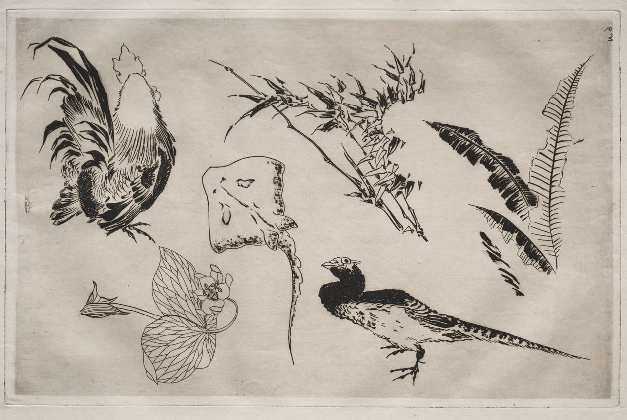 Middagsservering (Rousseauservice): Tuppar, skridskor, växter etc. (nr 9) av Felix Bracquemond