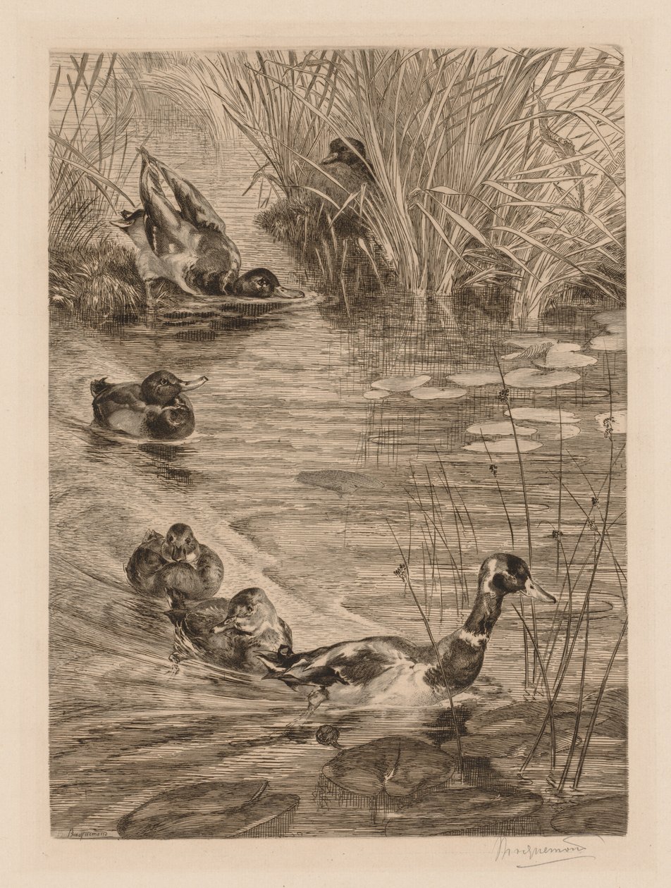 Ankor som leker, c. 1870. av Felix Bracquemond