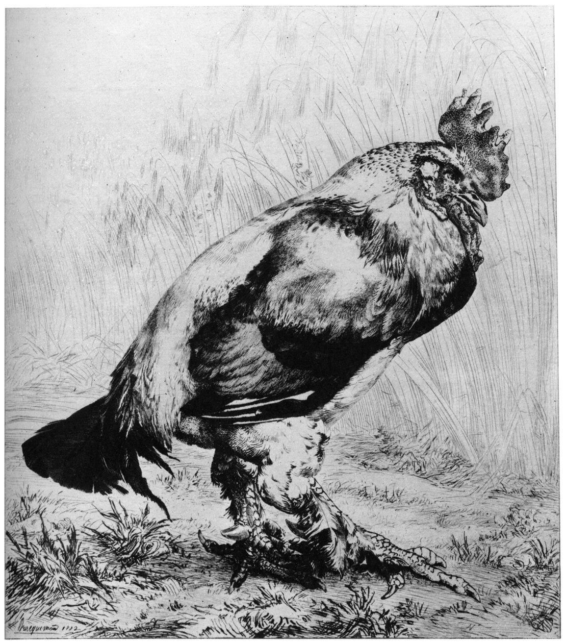 The Rooster, c1850-1910, 1924. av Felix Bracquemond