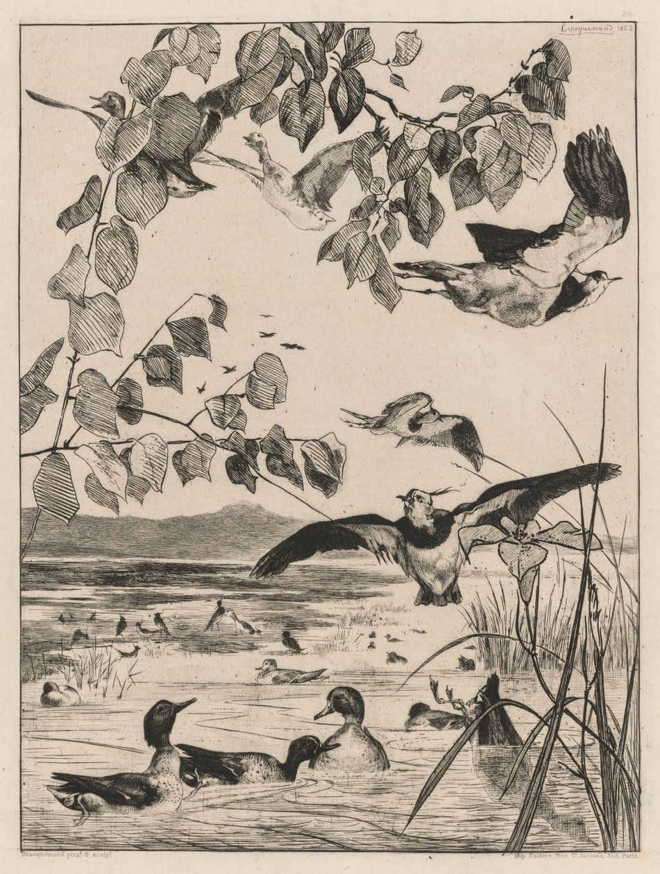 Tomvipor och krickor av Felix Bracquemond