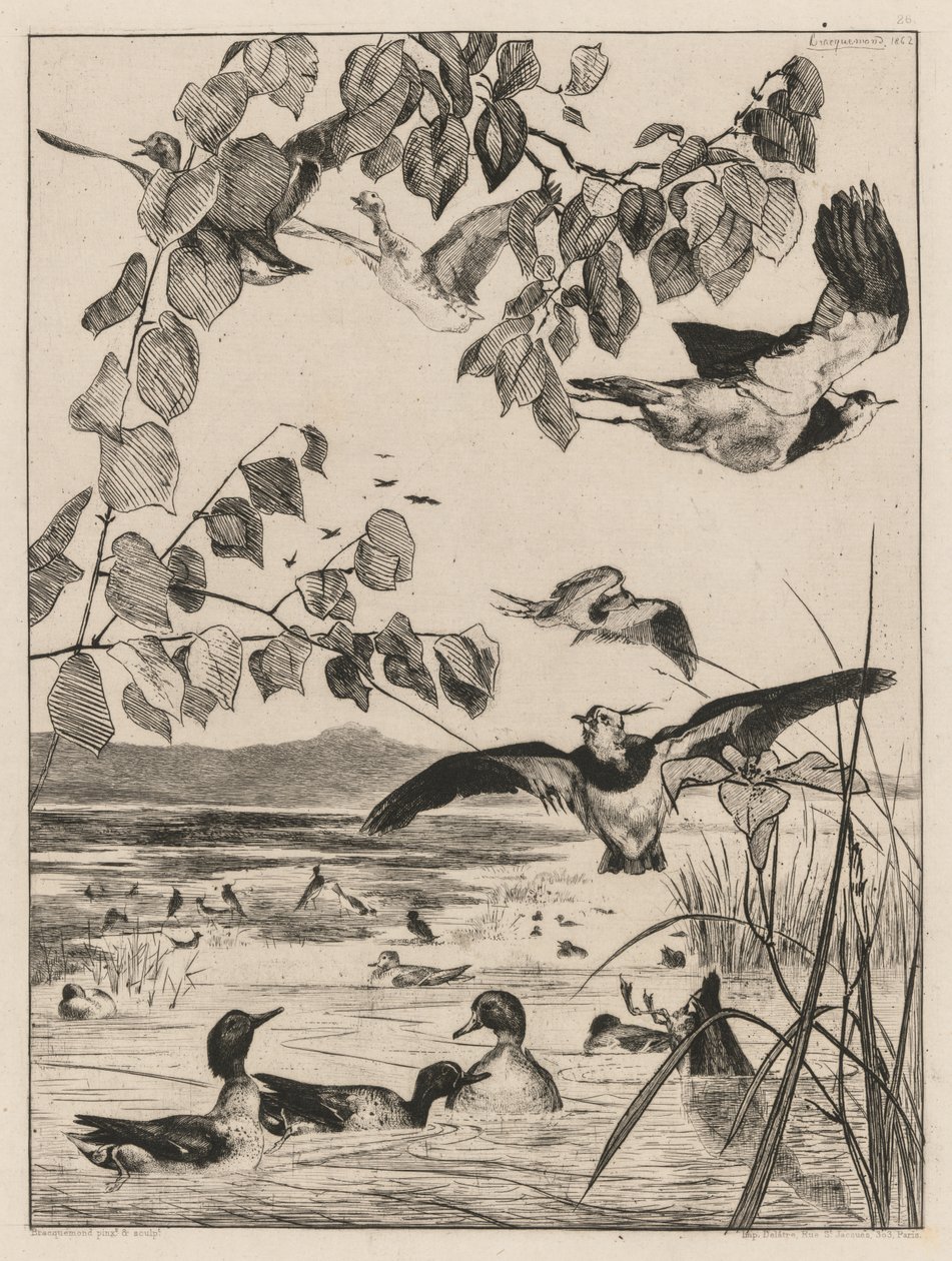 Vipor och krickor, 1862. av Felix Bracquemond