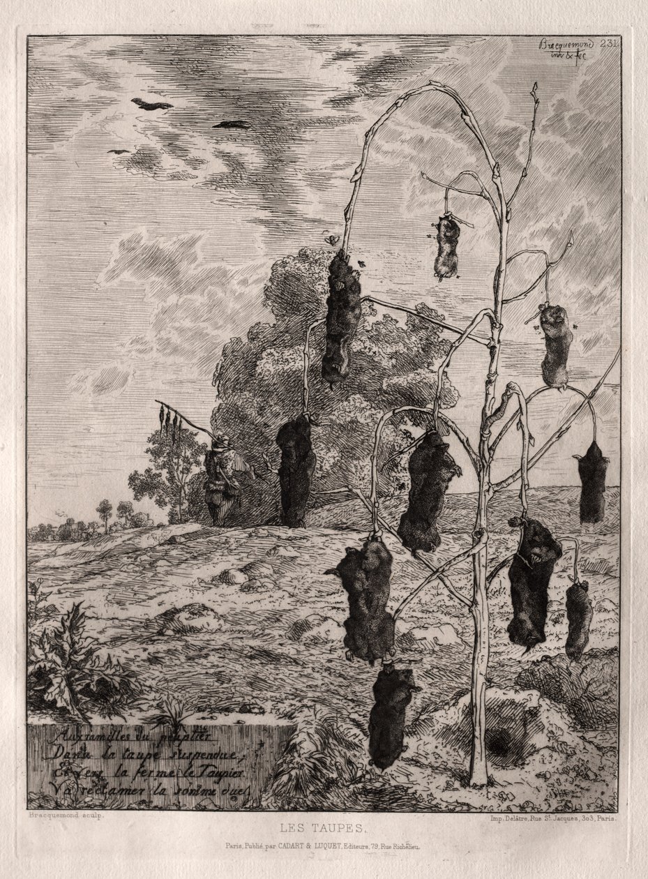 Mullvadar av Felix Bracquemond