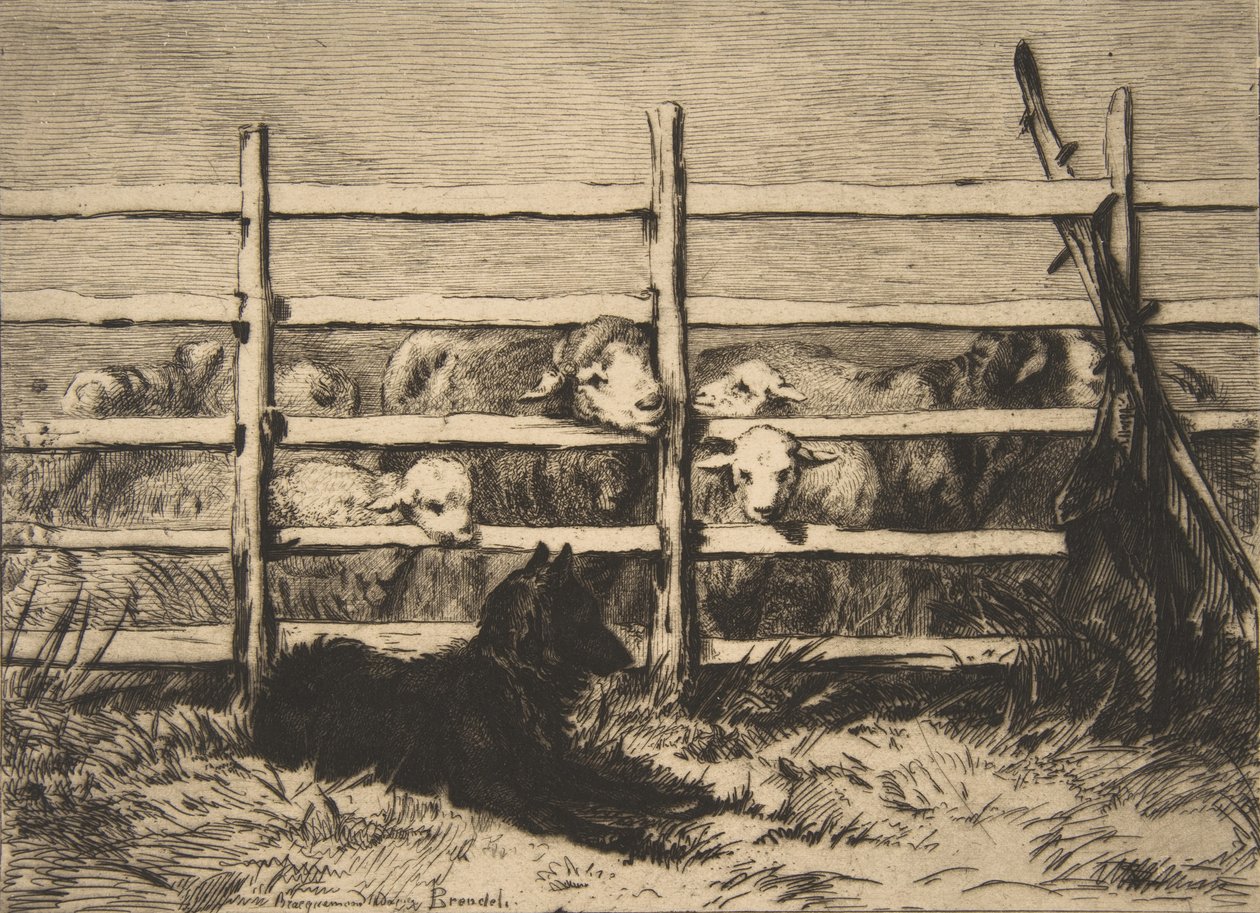 Valda får, 1856. av Felix Bracquemond