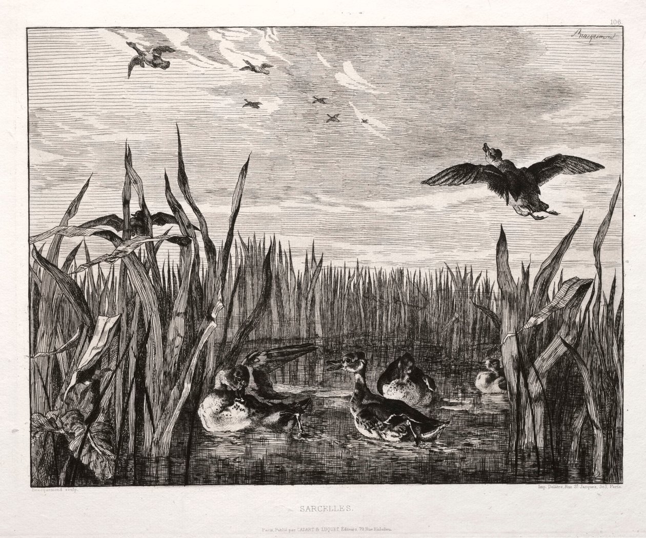 Teals, 1853 tryckt 1864. av Felix Bracquemond