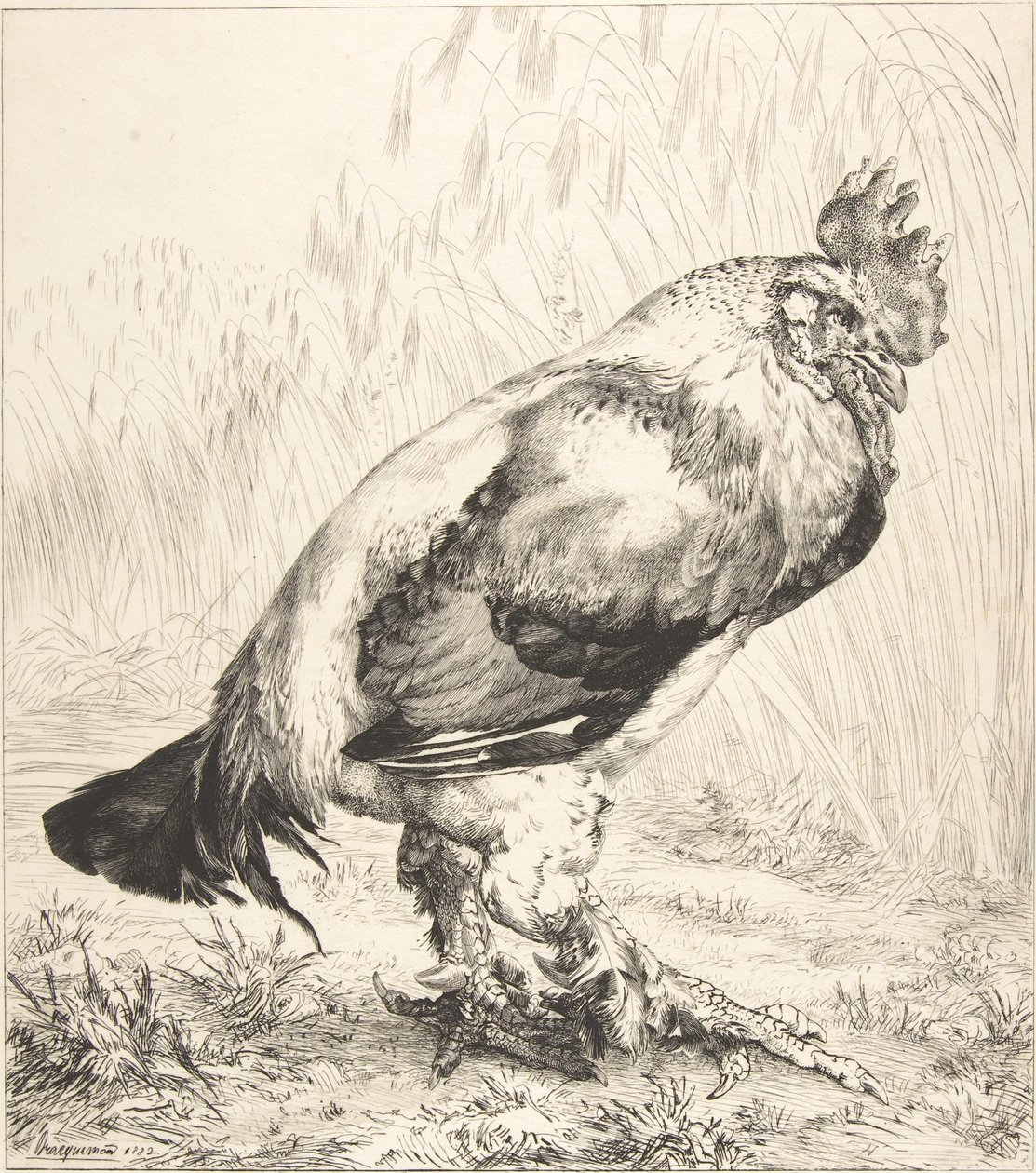 Den gamla hanen, 1882. av Felix Bracquemond