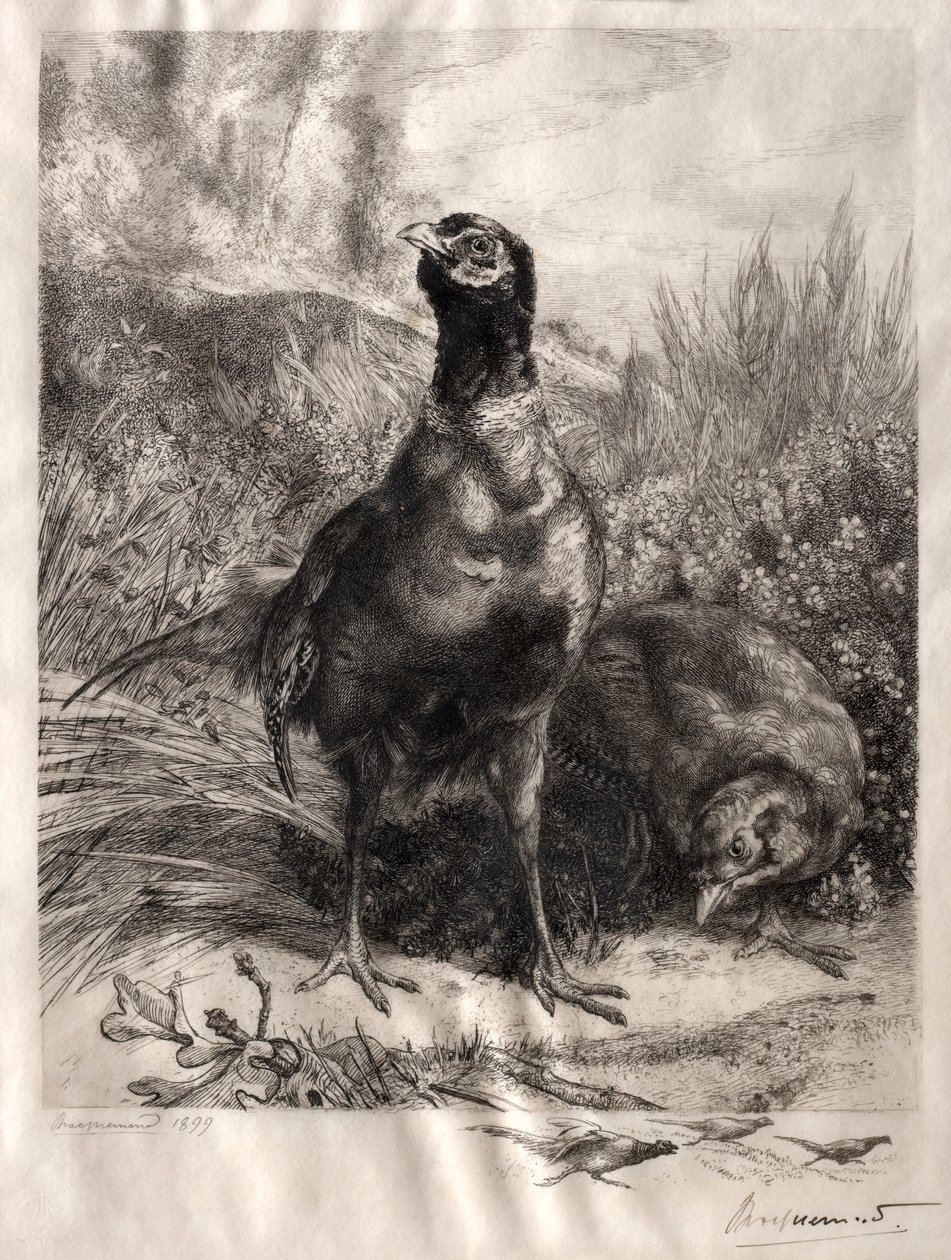 Fasanerna, 1899. av Felix Bracquemond