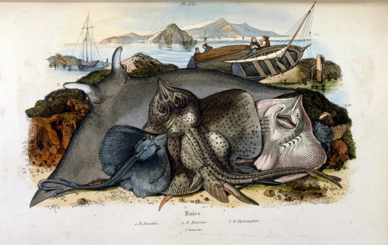 Illustration av Manta Ray fisk. (kromolitografi från Pittoresk ordbok över naturhistoria och naturfenomen av Felix-Edouard Guerin av Felix Edouard Guerin