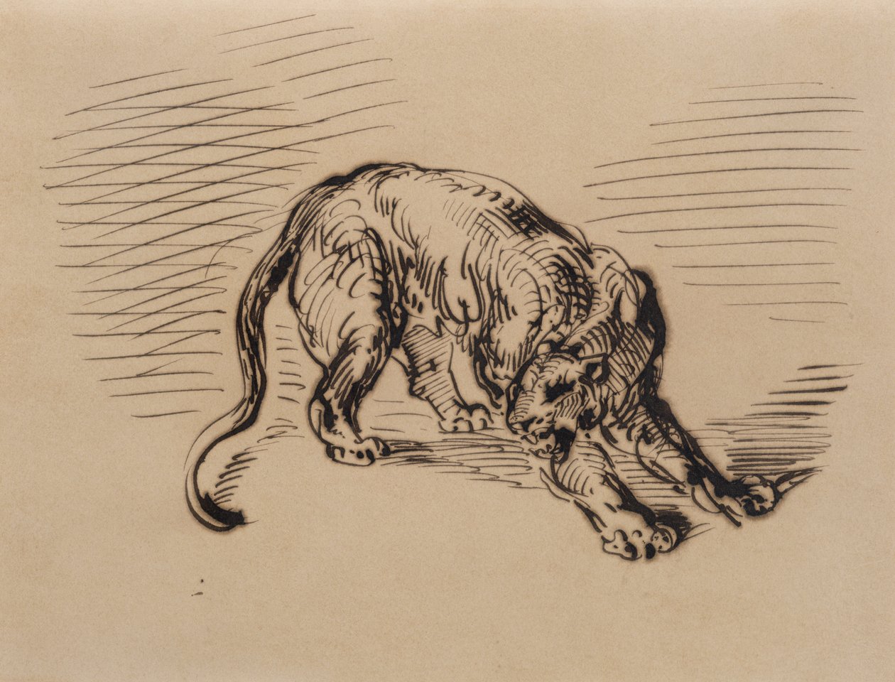 Tiger Frightened by a Snake, 1858 (penna och bläck på kalkerpapper) av Ferdinand Victor Eugene Delacroix