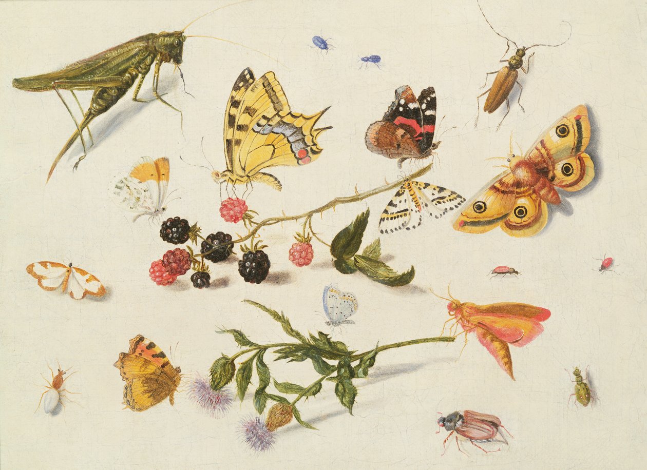 Studie av insekter, blommor och frukter, 1600-talet av Ferdinand van Kessel