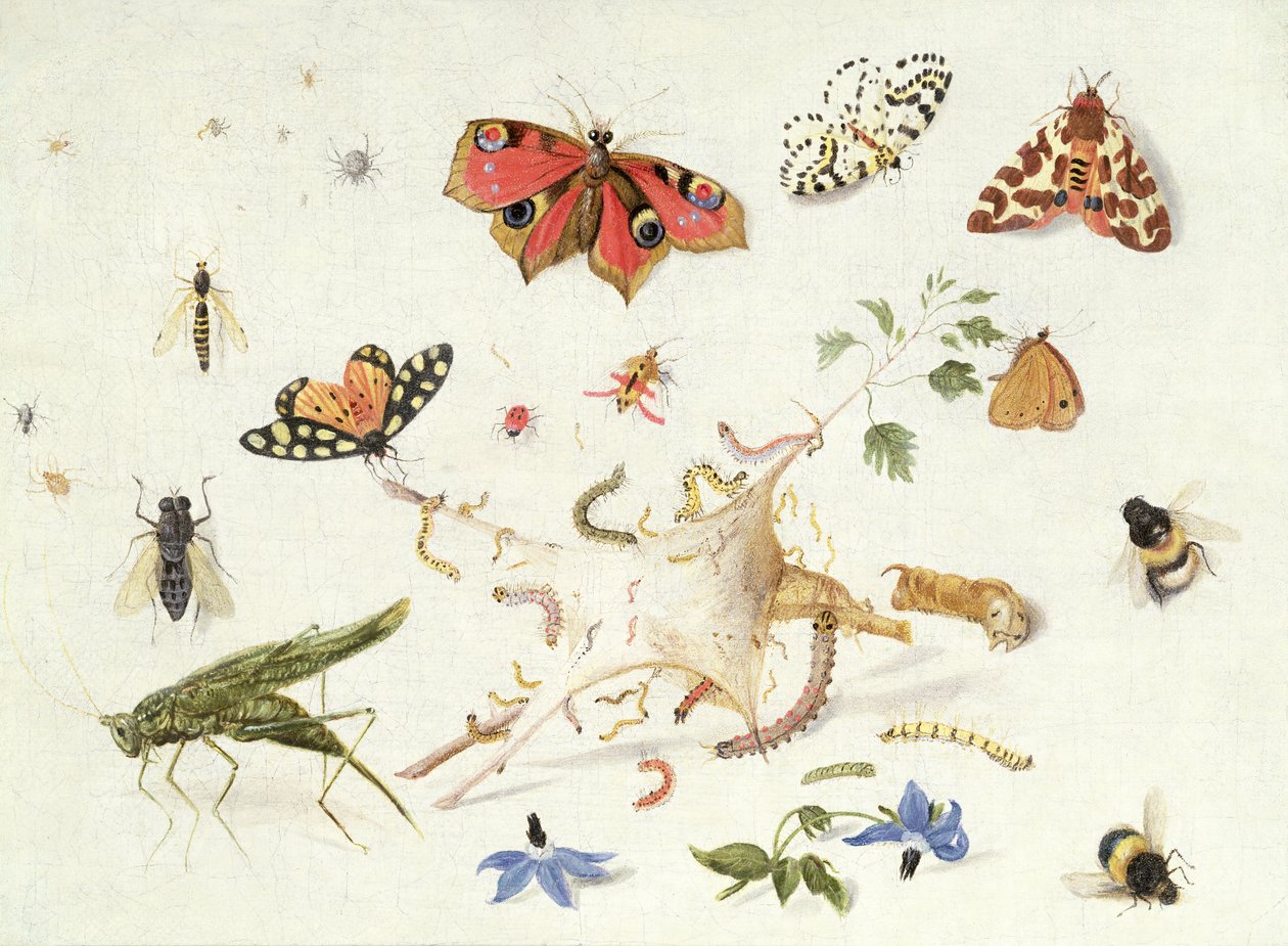 Studier av insekter och blommor (olja) av Ferdinand van Kessel
