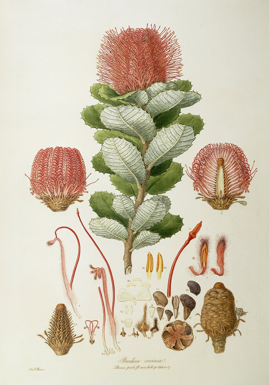 Banksia coccinea, från 